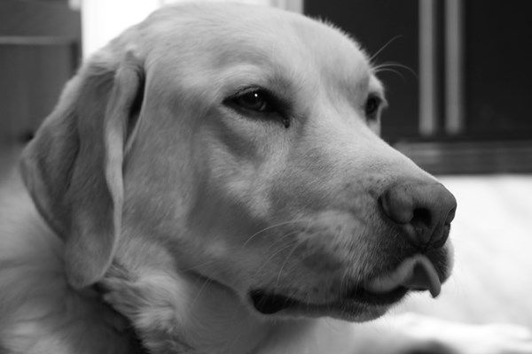 Pet Star 190.jpg
